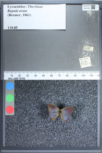 Media type: image;   Entomology 67225